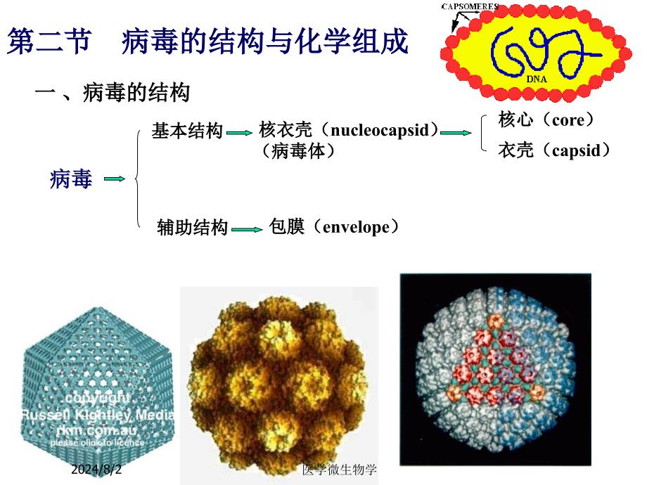 医学微生物学课件-第20章病毒的基本性状_第4页