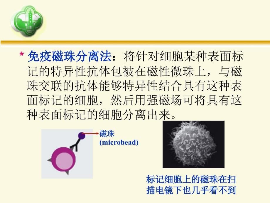 E玫瑰花环形成实验_第5页