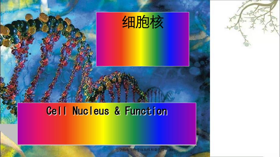 医学细胞生物学细胞核和染色体_第1页