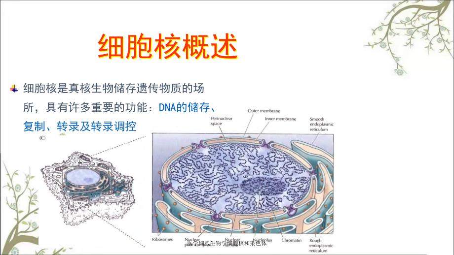 医学细胞生物学细胞核和染色体_第3页