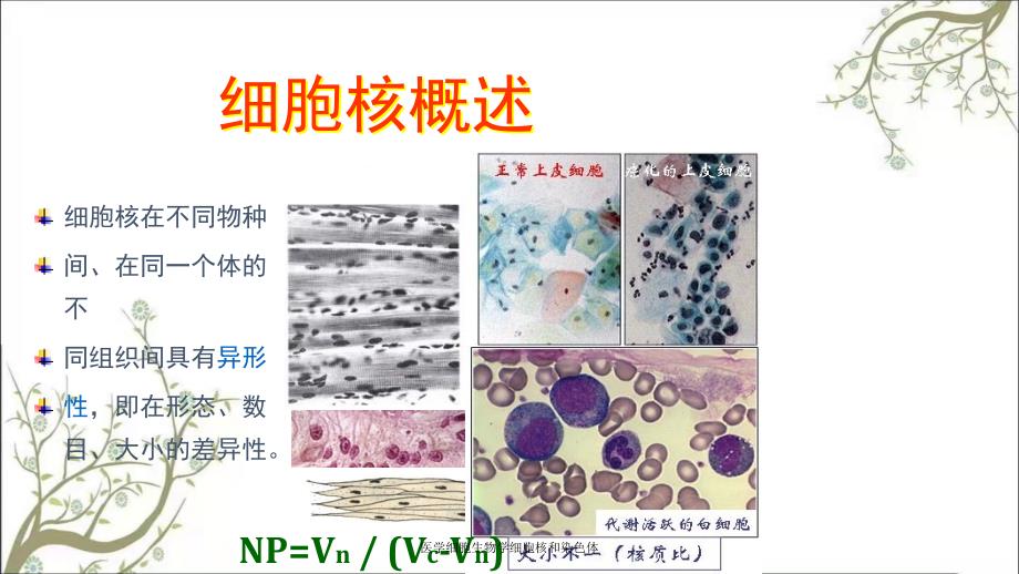 医学细胞生物学细胞核和染色体_第4页