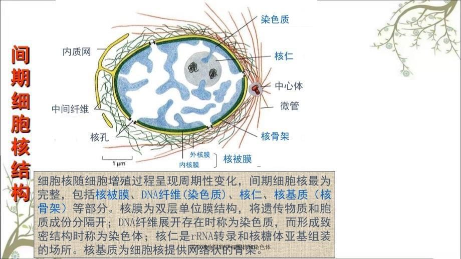 医学细胞生物学细胞核和染色体_第5页