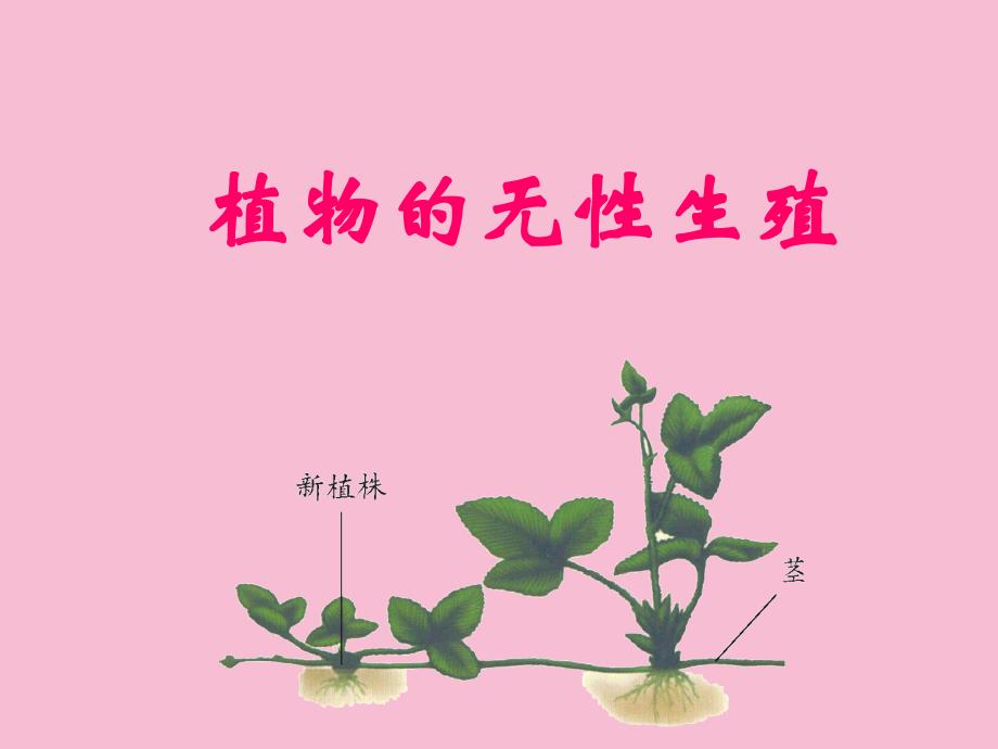 济南课标版初中生物八年级上册第四单元第七节植物的无性生殖ppt课件_第2页