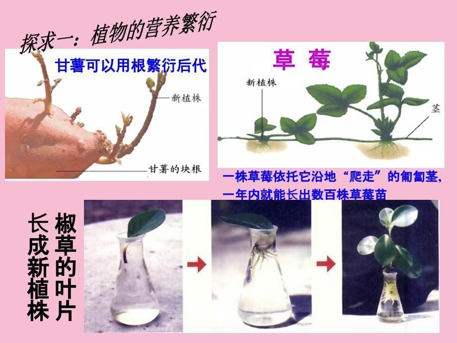 济南课标版初中生物八年级上册第四单元第七节植物的无性生殖ppt课件_第5页