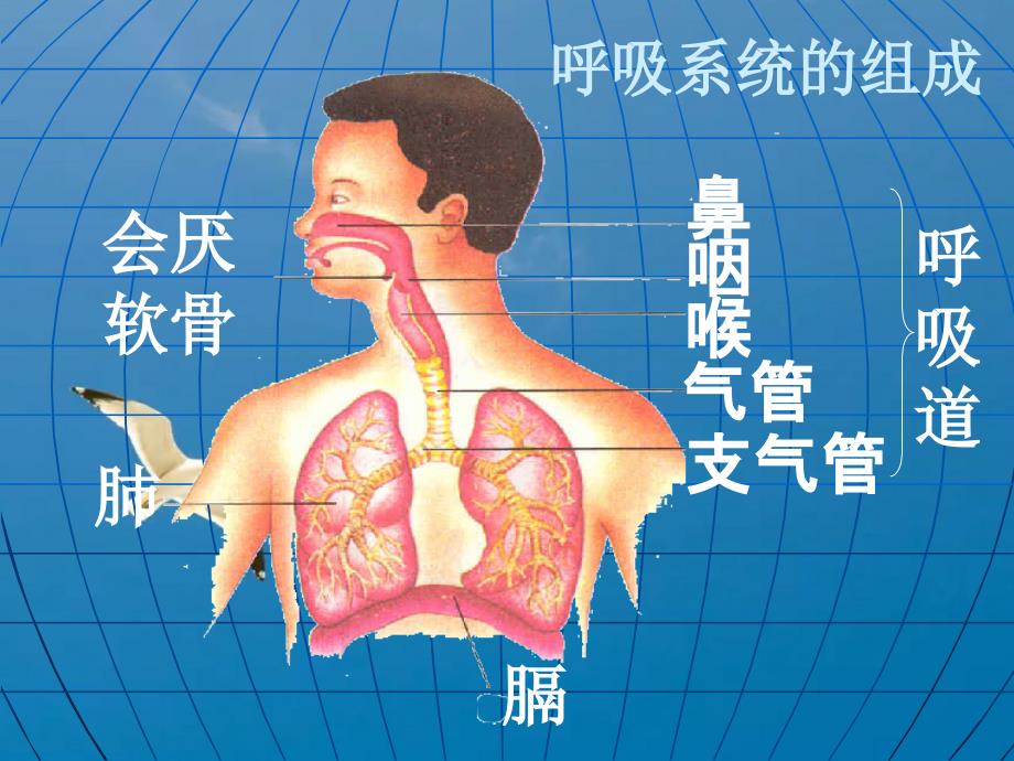 呼吸道对空气的处理ppt课件_第3页