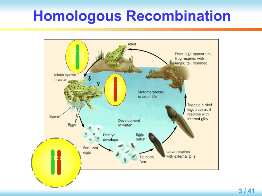 分子生物学英文版教学课件：Chapter 10 Recombination_第3页