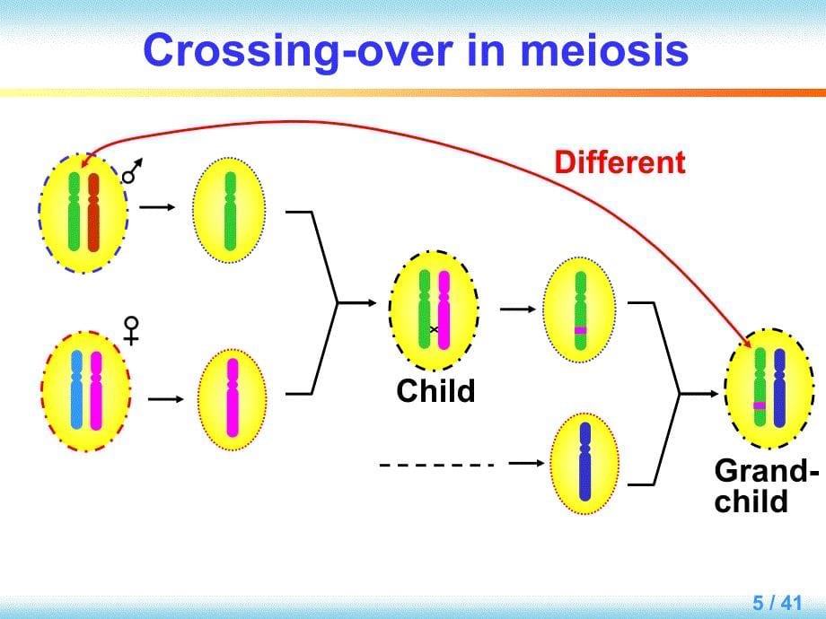 分子生物学英文版教学课件：Chapter 10 Recombination_第5页