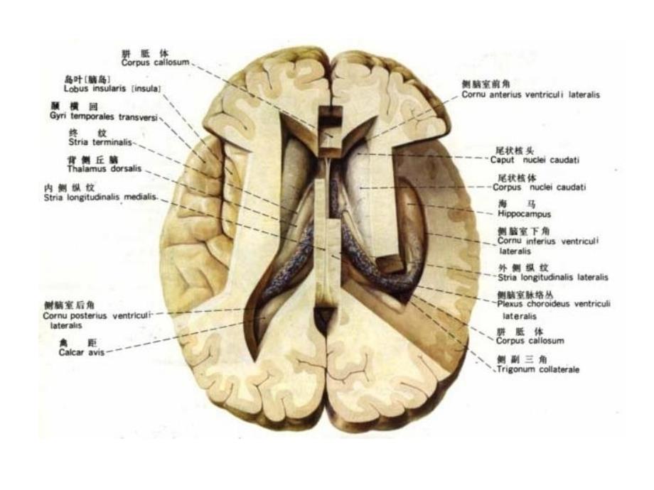 《间脑端脑》PPT课件_第1页