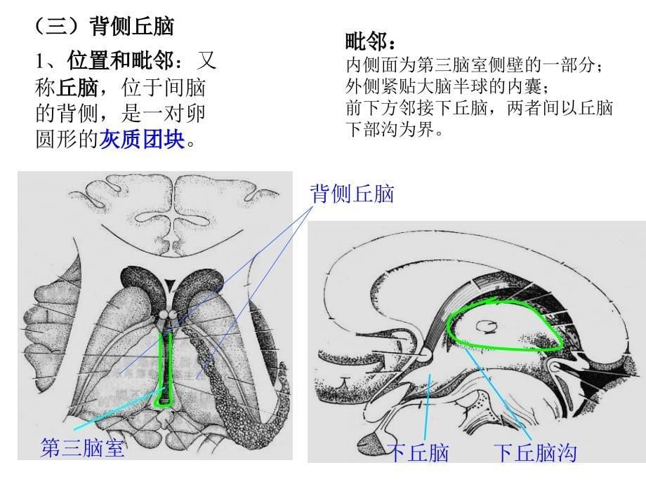 《间脑端脑》PPT课件_第5页