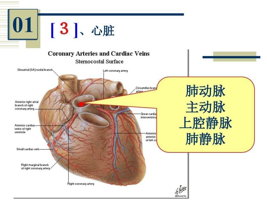 系统解剖学实验考试：《人体解剖》61实验考_第5页