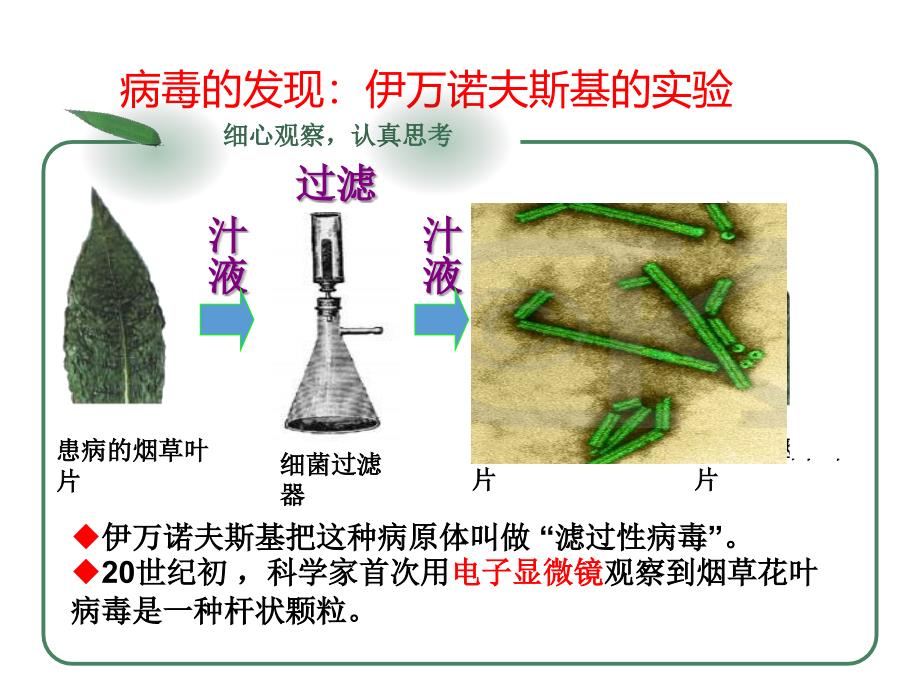 最新初中生物第五章--病毒ppt课件精品课件_第3页