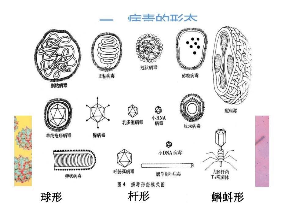 最新初中生物第五章--病毒ppt课件精品课件_第5页