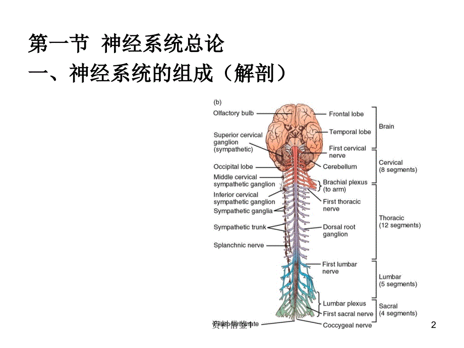 神经系统的功能（行业荟萃）_第2页