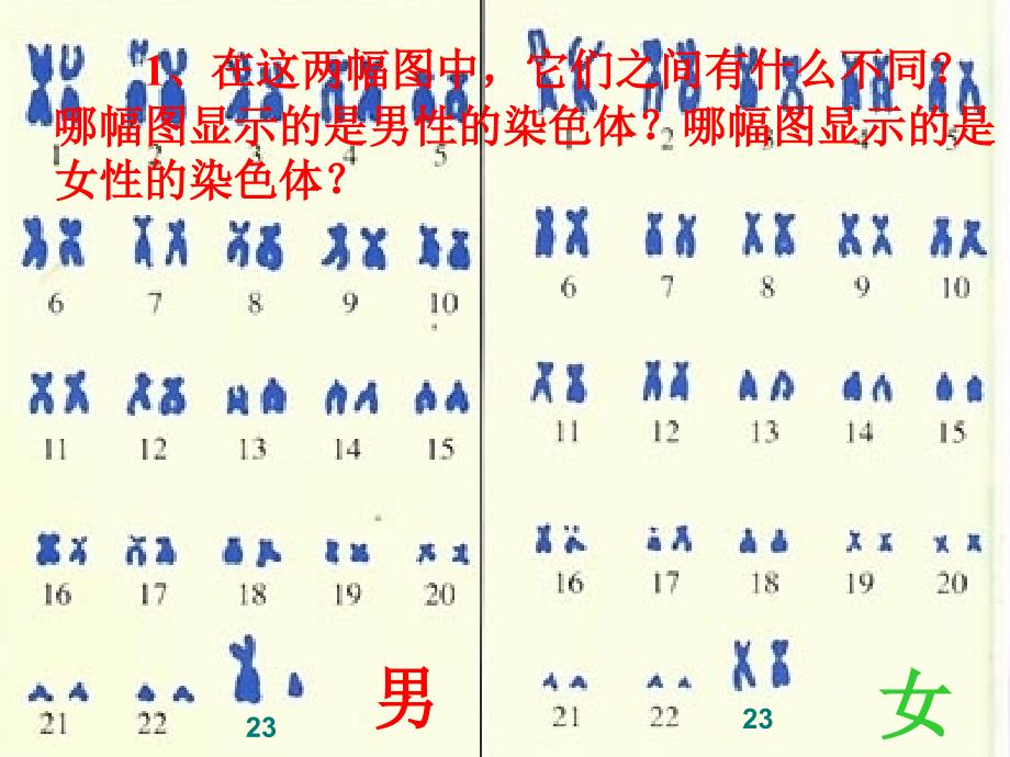 724人的性别遗传课件新人教版_第3页