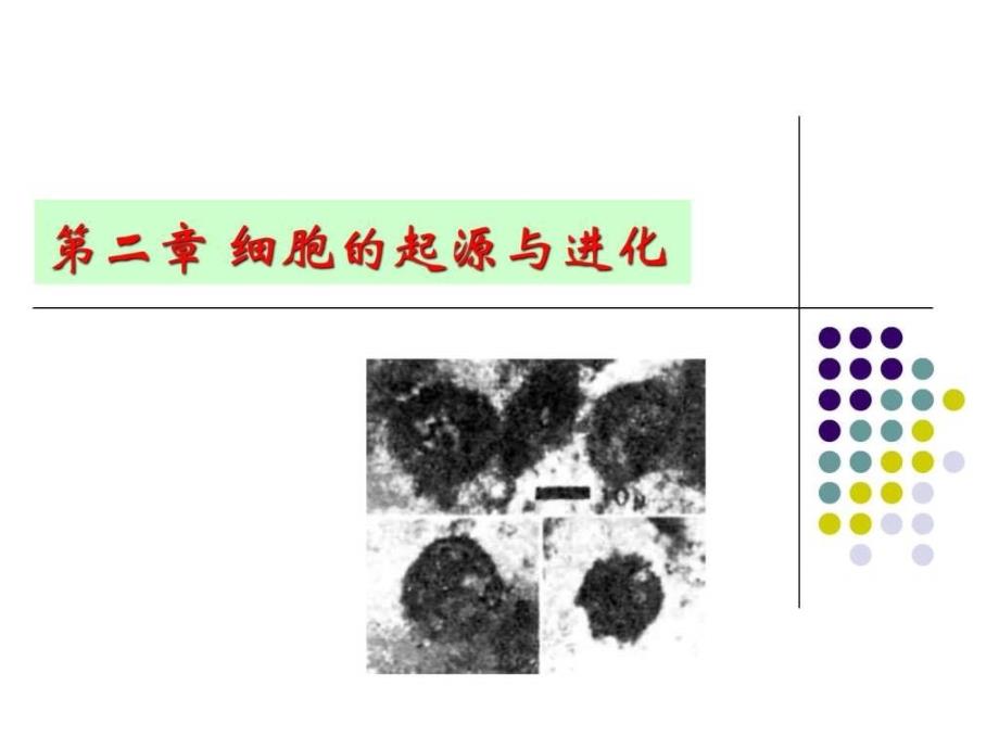 第二、三章 细胞的起源、进化和基本特征(细胞生物学.ppt45_第1页