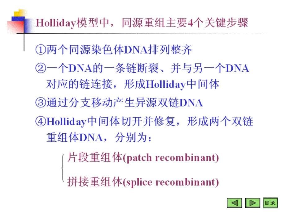 基因重组和基因工程课件_第5页