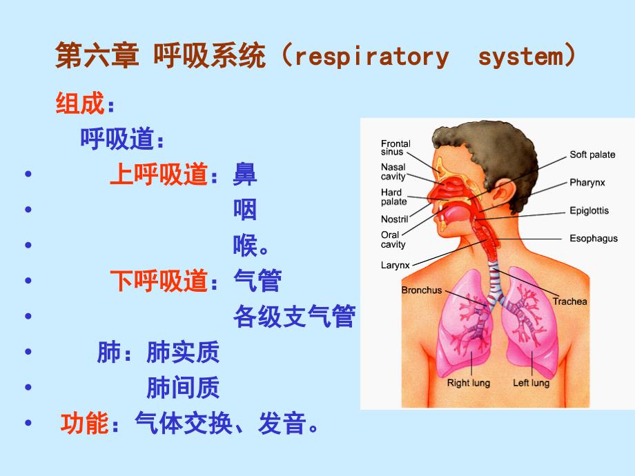 呼吸系统PPT课件_第3页