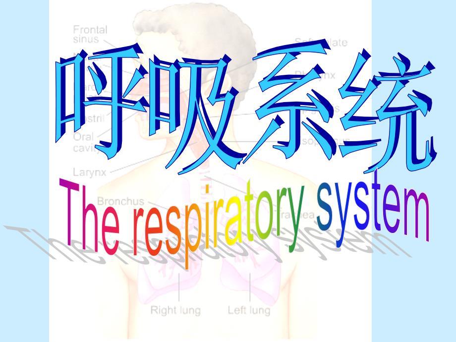 呼吸系统PPT课件
