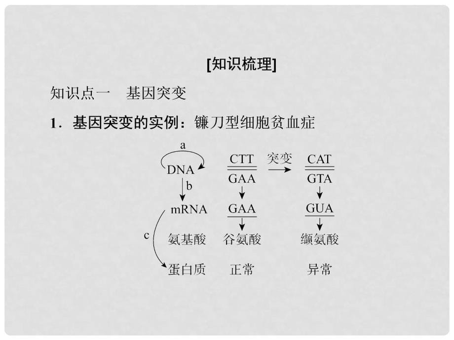 高考生物一轮复习 第七单元 生物变异 育种和进化 第22讲 基因突变和基因重组课件_第5页