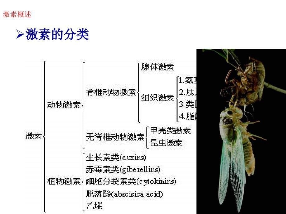 《激素化学》PPT课件.ppt_第5页