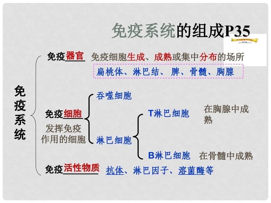 湖南省茶陵县高中生物 第二章 动物和人体生命活动的调节 2.4 免疫调节（理科）课件 新人教版必修3_第5页