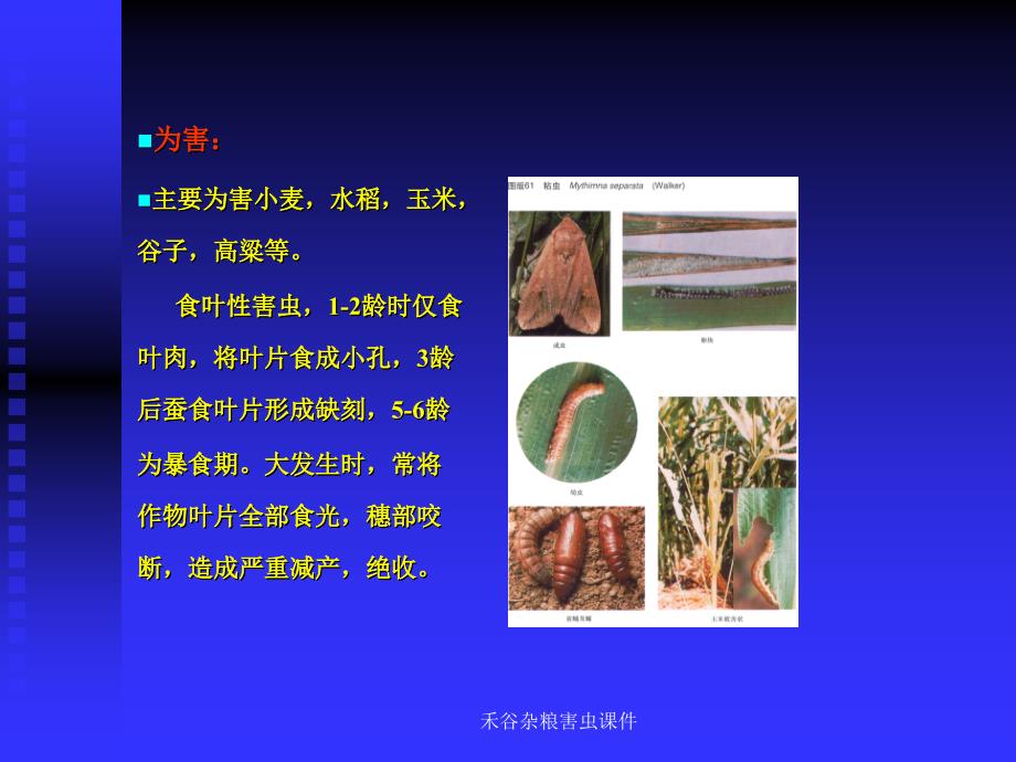 禾谷杂粮害虫课件_第4页