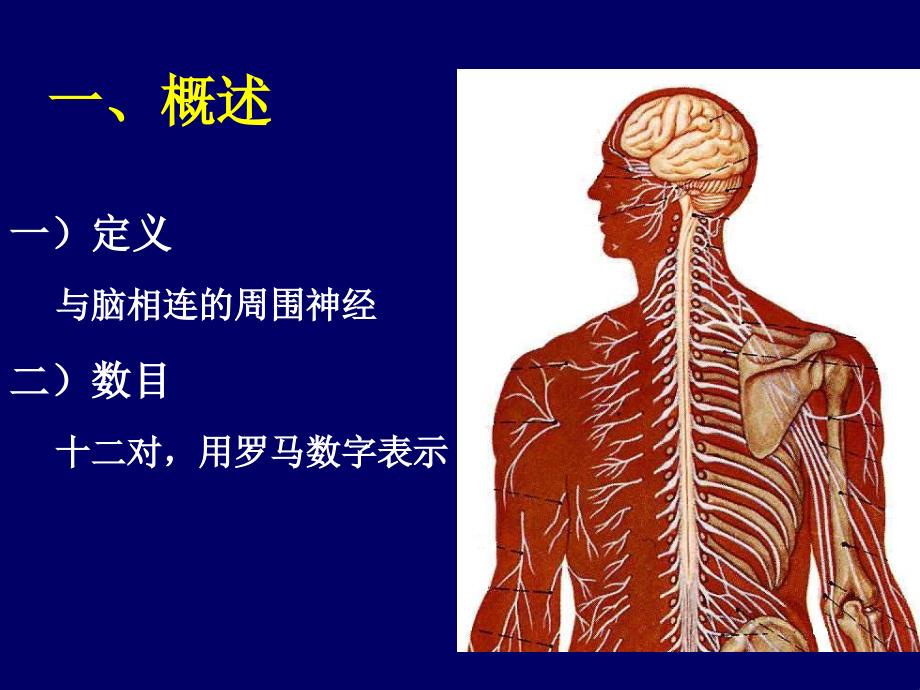 《临床神经解剖》PPT课件_第4页