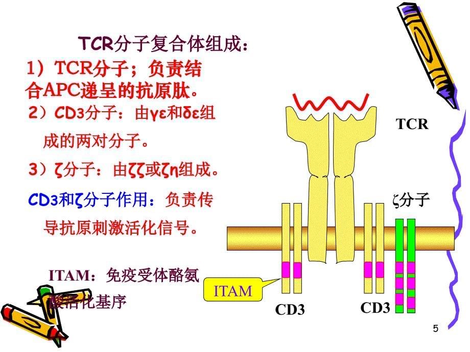 CD分子和粘附分子【PPT】_第5页