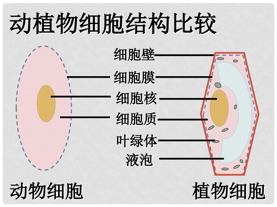 吉林省前郭尔罗斯蒙古族自治县七年级生物上册 2.2.1 细胞通过分裂产生新细胞课件1 （新版）新人教版_第4页