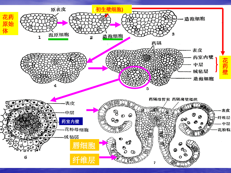 雄蕊的发育与结构花粉粒的发育与结构_第2页