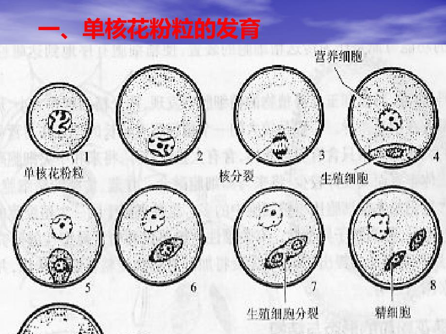 雄蕊的发育与结构花粉粒的发育与结构_第4页