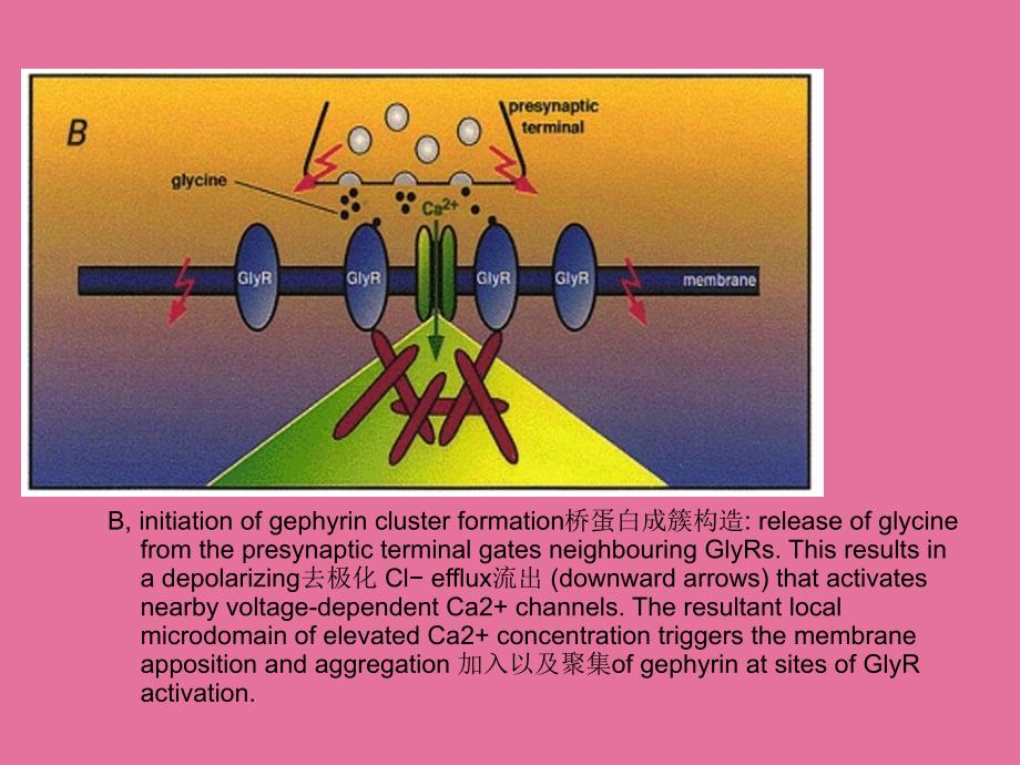 glyr甘氨酸受体ppt课件_第3页