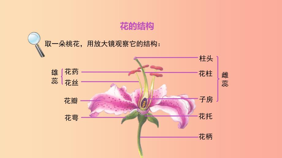 七年级生物上册3.2.3开花和结果课件 新人教版.ppt_第4页