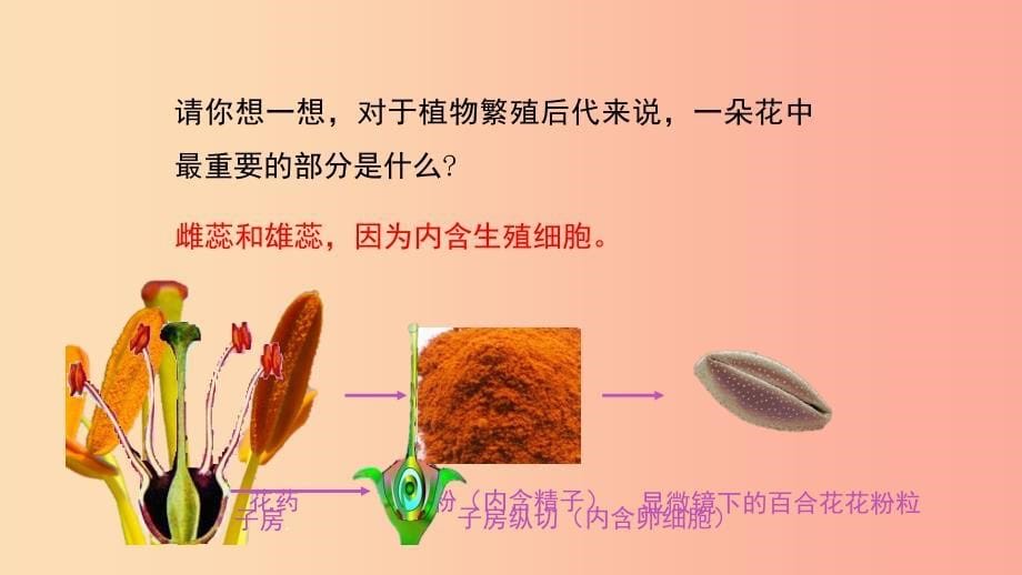 七年级生物上册3.2.3开花和结果课件 新人教版.ppt_第5页