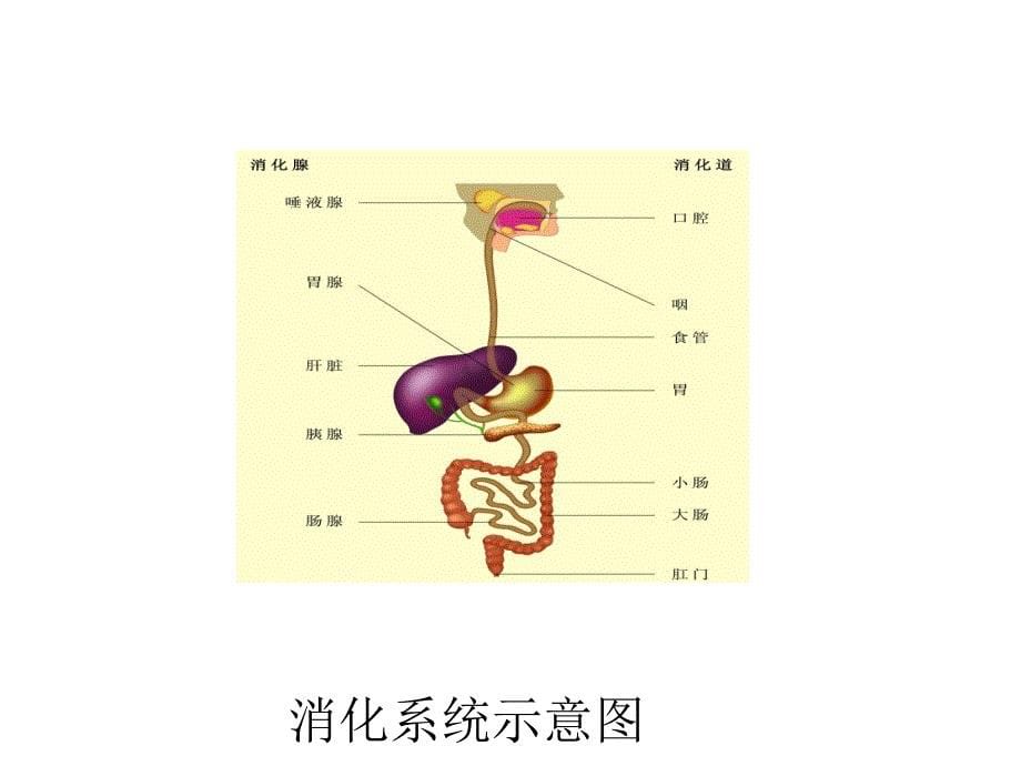 《水无机盐维生素》PPT课件_第5页