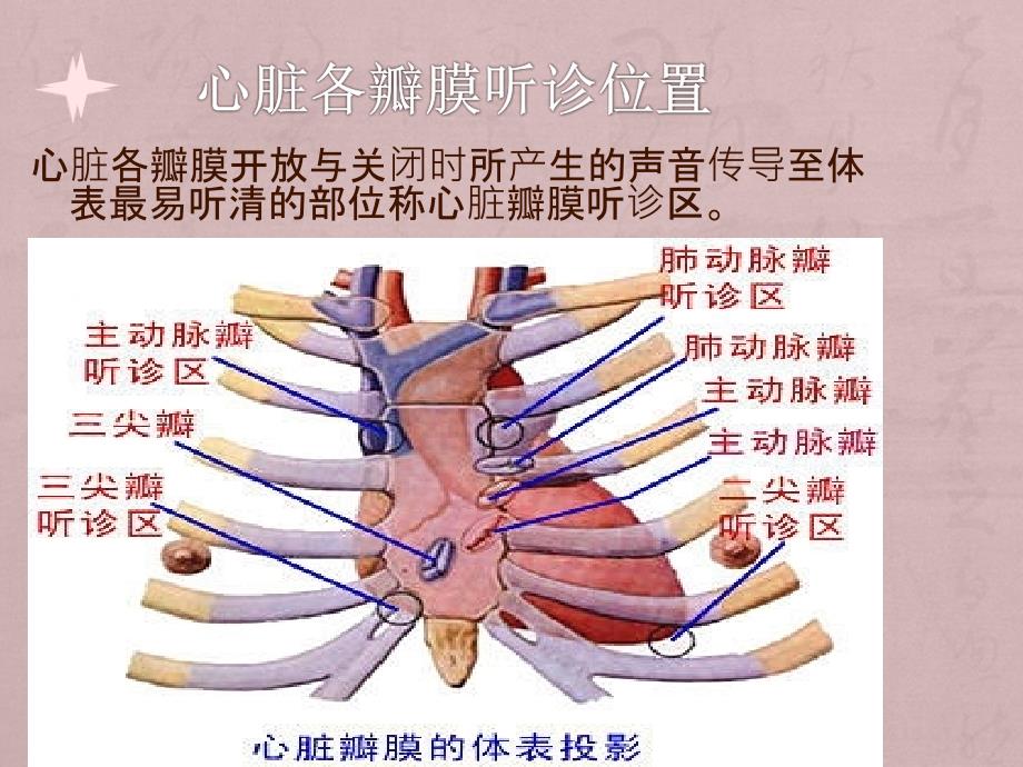 心脏检体诊断讲课_第3页