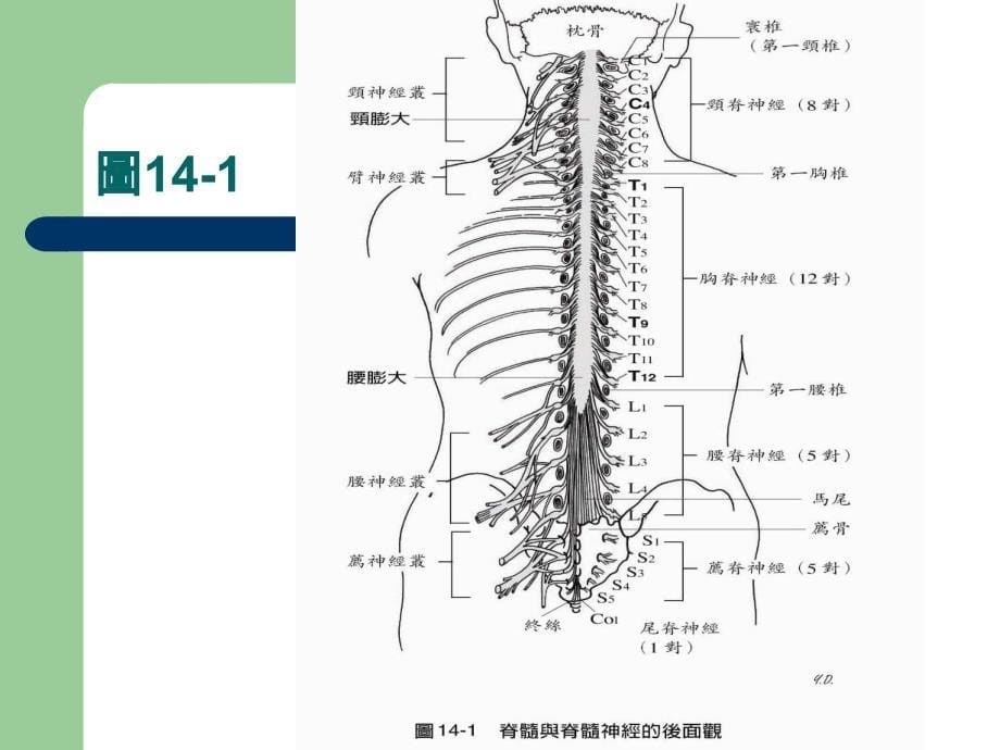 脊髓损伤个案护理ppt_第5页