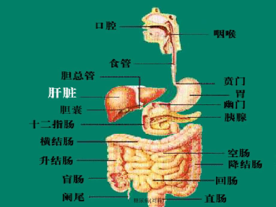 糖尿病刘莉课件_第3页