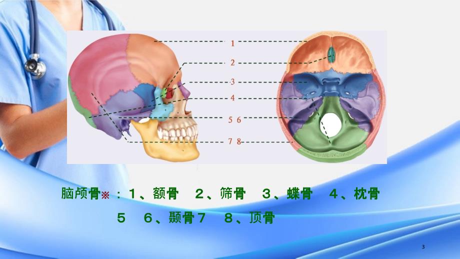 颅骨形态结构精选干货_第3页