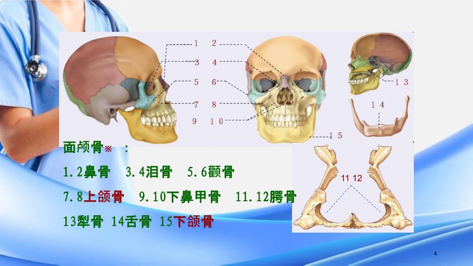 颅骨形态结构精选干货_第4页