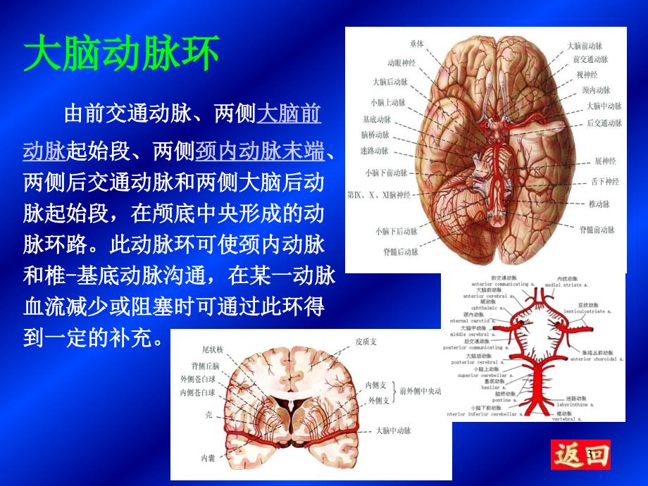 脑和脊髓的血管PPT课件_第3页