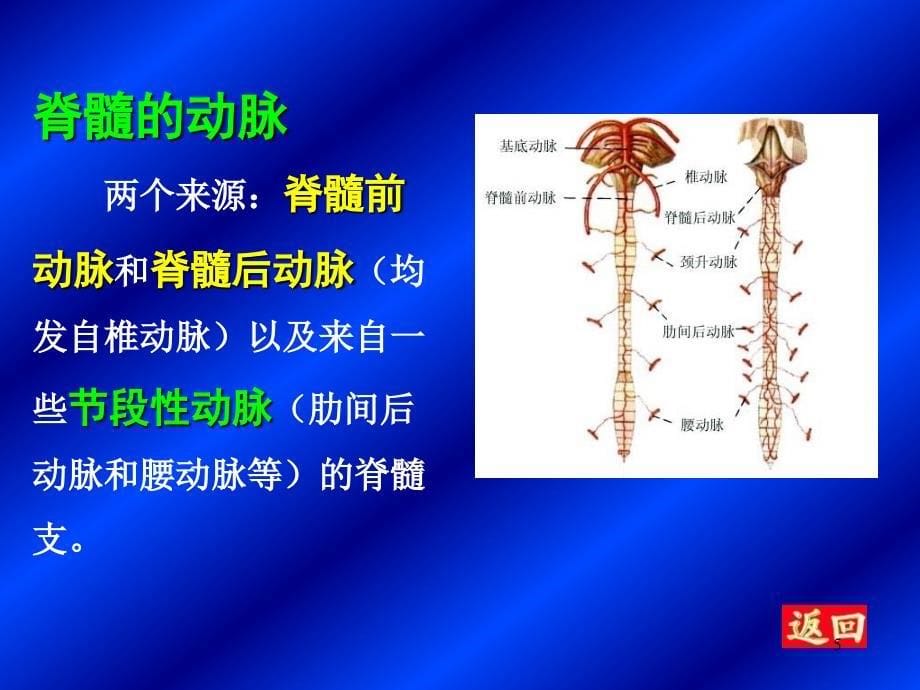 脑和脊髓的血管PPT课件_第5页