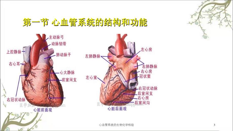 心血管系统的生物化学检验_第3页