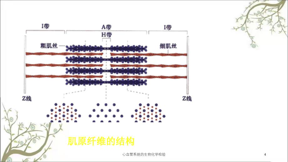 心血管系统的生物化学检验_第4页