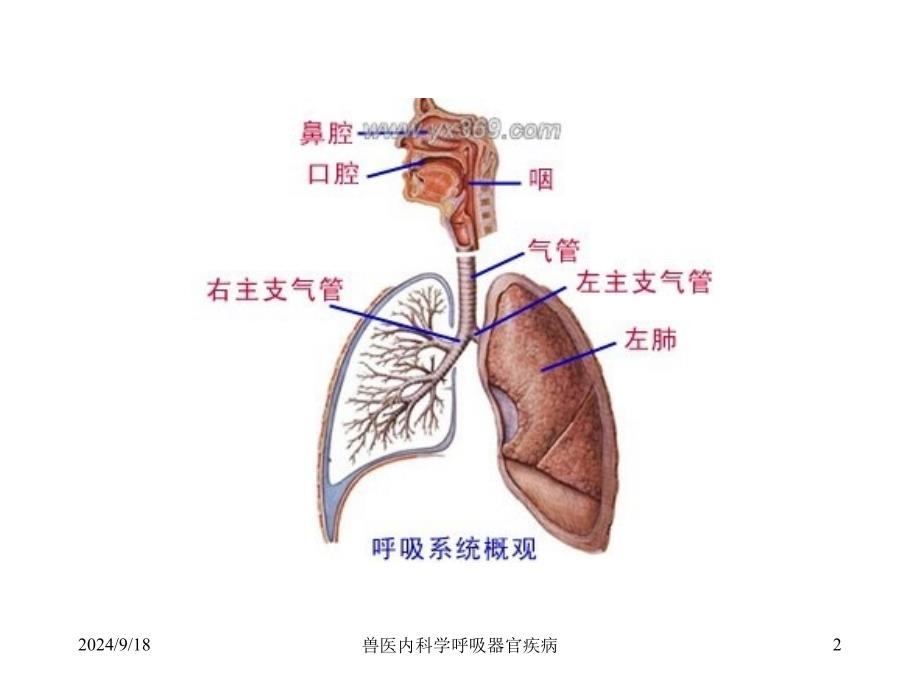 兽医内科学呼吸器官疾病课件_第2页