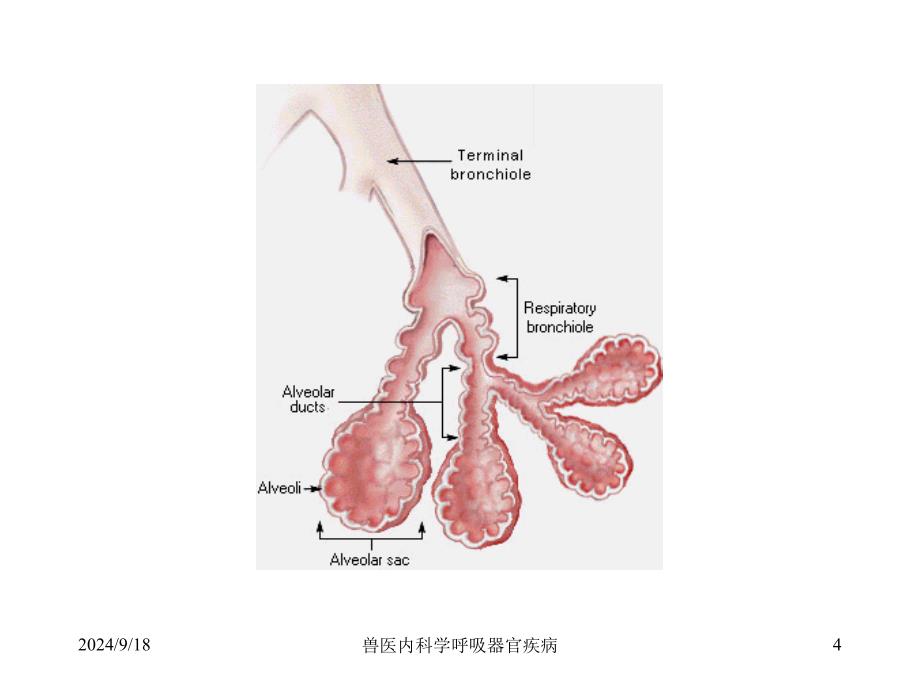 兽医内科学呼吸器官疾病课件_第4页