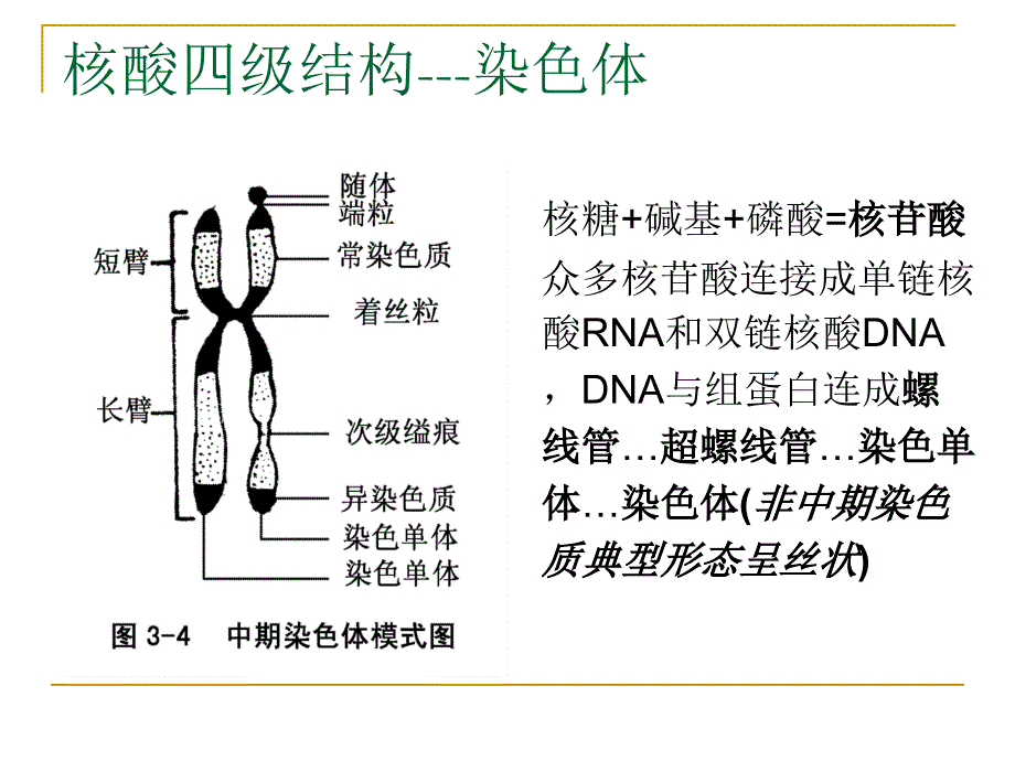 人类染体畸变ppt课件_第3页