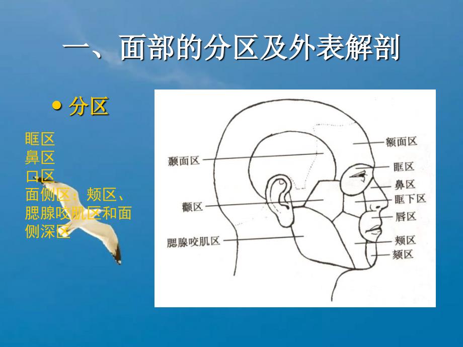 局部解剖学面部局部解剖ppt课件_第2页