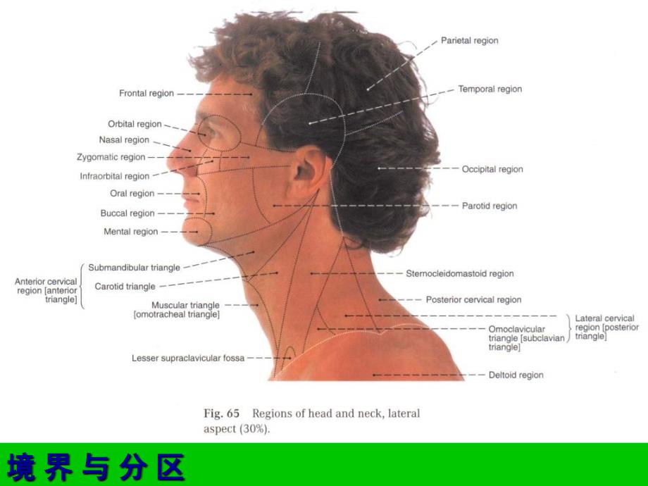 局部解剖学面部局部解剖ppt课件_第3页