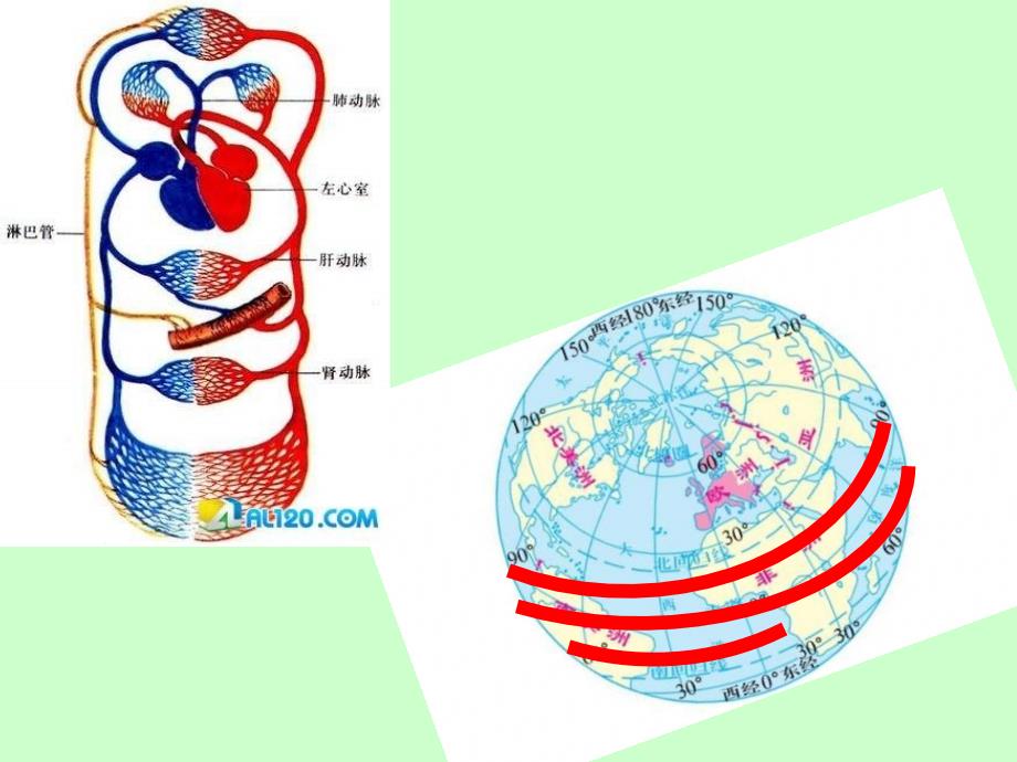 济南生物七下物质运输的器官ppt课件5_第4页